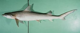 Image result for "hemigaleus Microstoma". Size: 265 x 109. Source: shark-references.com