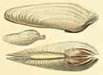 Image result for Pholas dactylus Phylum. Size: 150 x 109. Source: www.idscaro.net