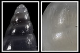 Image result for "odostomia Plicata". Size: 164 x 109. Source: www.idscaro.net