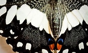 Résultat d’image pour Bisous papillons. Taille: 182 x 109. Source: www.pinterest.com