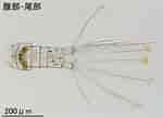 Afbeeldingsresultaten voor "paracalanus Nanus". Grootte: 150 x 109. Bron: plankton.image.coocan.jp