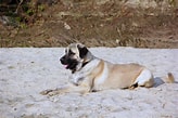 Bilderesultat for Anatolsk Gjeterhund. Størrelse: 164 x 109. Kilde: www.senars.com