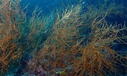 Image result for Antipathes arborea. Size: 182 x 109. Source: asknature.org