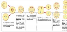 Image result for meiosi cromosomi SESSUALI. Size: 224 x 109. Source: scienze.diginsegno.it