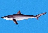 Image result for "carcharhinus Signatus". Size: 160 x 109. Source: www.discoverlife.org