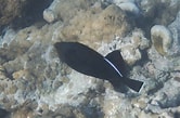 Image result for "melichthys Niger". Size: 166 x 109. Source: www.snorkeling-report.com