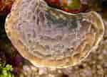 "leptoseris Cucullata" కోసం చిత్ర ఫలితం. పరిమాణం: 150 x 109. మూలం: reefs.com