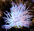 Image result for Condylactis gigantea Reproductie. Size: 120 x 109. Source: www.marinehome.fr