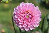 Image result for blomster. Size: 163 x 109. Source: gaardejerindensunivers.blogspot.com