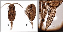 Image result for "clausocalanus Parapergens". Size: 214 x 109. Source: copepodes.obs-banyuls.fr