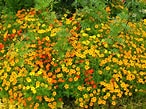 Image result for "aiptasia Tagetes". Size: 146 x 109. Source: commons.wikimedia.org
