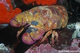 Image result for "scyllarides Astori". Size: 165 x 109. Source: reeflifesurvey.com