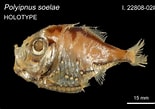 Image result for "polyipnus Polli". Size: 155 x 109. Source: fishesofaustralia.net.au