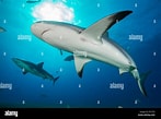 Image result for "carcharhinus Perezi". Size: 147 x 109. Source: www.alamy.com