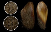 Image result for "modiolus Barbatus". Size: 170 x 109. Source: alchetron.com