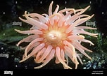 Image result for Urticina anemone. Size: 152 x 109. Source: www.alamy.com