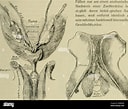 Afbeeldingsresultaten voor Vellodius Etisoides geslacht. Grootte: 128 x 109. Bron: www.alamy.de