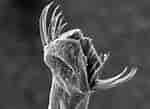 Image result for "eukrohnia Flaccicoeca". Size: 150 x 109. Source: www.siliconrepublic.com