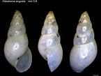 Image result for "odostomia Plicata". Size: 145 x 109. Source: www.verderealta.it