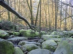 Image result for Bavarian Forest Type of Rock. Size: 146 x 109. Source: www.westend61.de