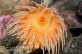 Image result for Urticina anemone. Size: 164 x 109. Source: www.oceanlight.com