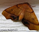 Image result for "plagusia Tuberculata". Size: 130 x 109. Source: www.butterfliesandmoths.org