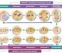 Image result for meiosi cromosomi SESSUALI. Size: 127 x 109. Source: nnhsbiology.pbworks.com