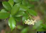 Image result for "jasmineira Elegans". Size: 150 x 109. Source: www.forestryimages.org