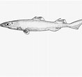 Image result for "centroscyllium Nigrum". Size: 118 x 110. Source: shark-references.com