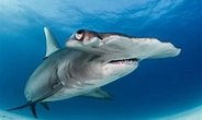 Afbeeldingsresultaten voor Shark Round Head. Grootte: 184 x 110. Bron: freedivinguae.com