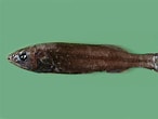 Image result for "bathytroctes Microlepis". Size: 146 x 110. Source: fishesofaustralia.net.au