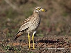 Image result for Eurasian Stone-curlew. Size: 146 x 110. Source: www.rawbirds.com