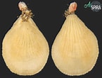 Image result for "terebratulina Retusa". Size: 145 x 110. Source: allspira.com