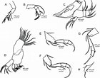 Afbeeldingsresultaten voor "neoglyphea Inopinata". Grootte: 140 x 110. Bron: www.researchgate.net