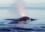 Billedresultat for Cetacea Animal. størrelse: 156 x 110. Kilde: baleinesendirect.org