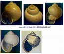 Afbeeldingsresultaten voor "Limacina trochiformis". Grootte: 130 x 110. Bron: www.conchigliedelmediterraneo.it