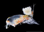 Image result for Corycaeidae Worm. Size: 148 x 110. Source: plankton.image.coocan.jp