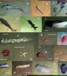Image result for "bathytroctes Microlepis". Size: 97 x 110. Source: www.researchgate.net