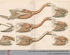 Image result for Beekforel Anatomie. Size: 141 x 110. Source: www.pinterest.co.kr