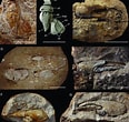 Afbeeldingsresultaten voor "neoglyphea Inopinata". Grootte: 116 x 110. Bron: www.researchgate.net