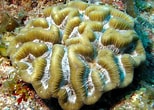 Bildergebnis für Manicina areolata Geslacht. Größe: 154 x 110. Quelle: reefguide.org