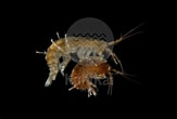 Image result for Gammarus salinus. Size: 163 x 110. Source: www.kahikaiimages.com