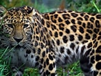 Résultat d’image pour Leopard. Taille: 147 x 110. Source: www.fanpop.com