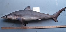 Image result for "carcharhinus Signatus". Size: 228 x 110. Source: www.floridamuseum.ufl.edu