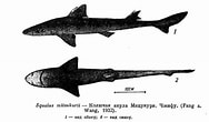 Afbeeldingsresultaten voor "squalus Mitsukurii". Grootte: 188 x 110. Bron: zooclub.ru