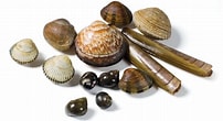Image result for Bivalvia Examples. Size: 202 x 110. Source: www.mundoecologia.com.br