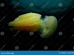 Image result for "catostylus Tagi". Size: 146 x 110. Source: www.dreamstime.com