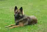 Image result for Belgisk hyrdehund. Size: 160 x 110. Source: www.hundegalleri.dk