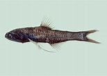 Afbeeldingsresultaten voor Lampanyctus pusillus Anatomie. Grootte: 154 x 110. Bron: fishesofaustralia.net.au
