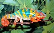 Résultat d’image pour le caméléon animal. Taille: 178 x 110. Source: animalencyclopedia.info